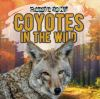 Coyotes_in_the_wild